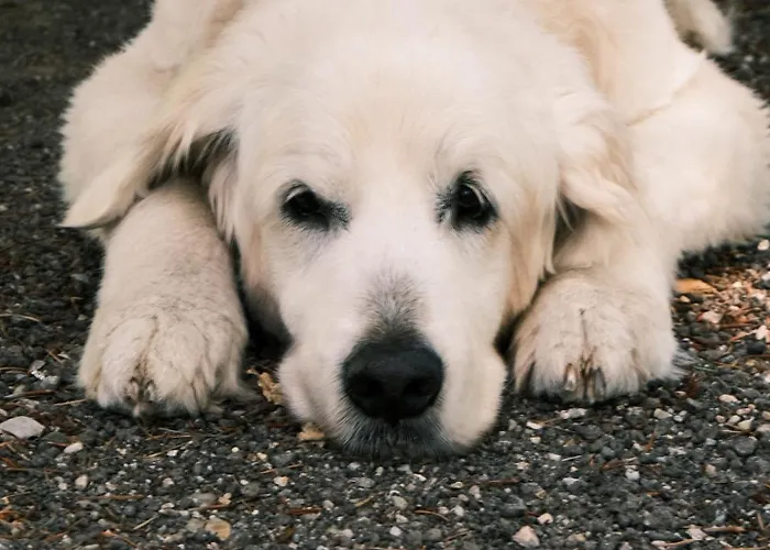 Апартаменты Waldresidenz Deluxe *