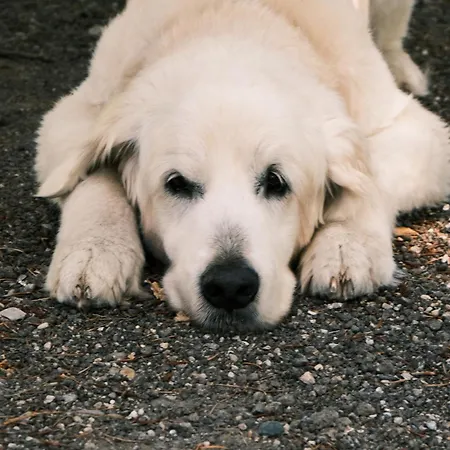 아파트 Waldresidenz Deluxe *